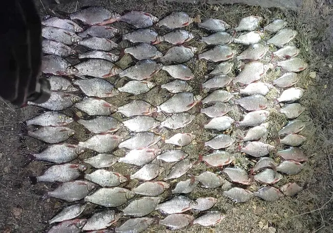 Сетями выловил 26,5 кг рыбы. Могилевчанину-браконьеру грозит штраф в размере 6400 рублей