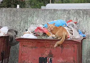 Переполненные мусорные баки населенных пунктов Могилевского района. Жители просят помощи