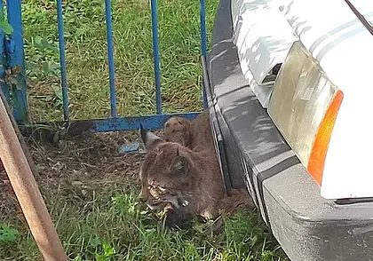 «Спрыгнула с туи на спину соседу, целилась в сонную артерию»