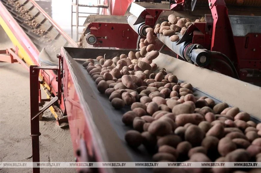 Уборка картофеля в Бобруйском районе. СПК «Гигант». Фото Олега Фойницкого.