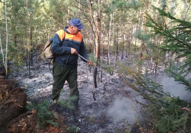 В Бобруйском районе снят запрет на посещение лесов