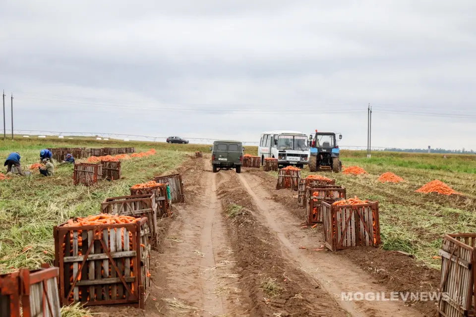 Уборка моркови в Кадино студентами Белорусского государственного университета пищевых и химических технологий и учащимися Могилевского государственного политехнического