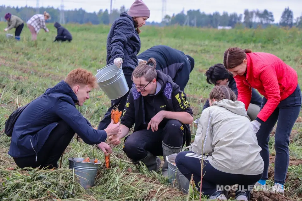 Уборка моркови в Кадино студентами Белорусского государственного университета пищевых и химических технологий и учащимися Могилевского государственного политехнического