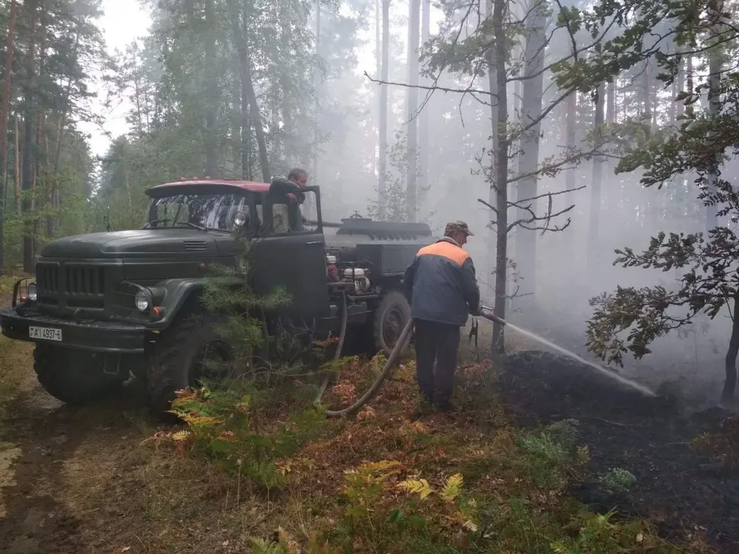 Фото: Бобруйский лесхоз