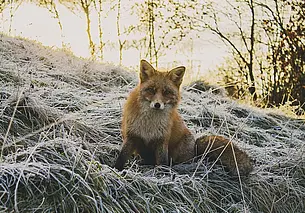 В Могилевской области более 70% случаев бешенства приходится на долю диких животных