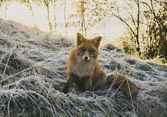 В Могилевской области более 70% случаев бешенства приходится на долю диких животных