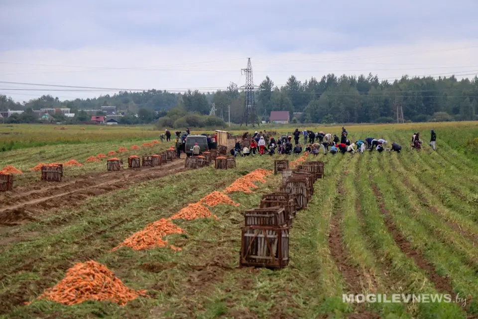 Уборка моркови в Кадино студентами Белорусского государственного университета пищевых и химических технологий и учащимися Могилевского государственного политехнического