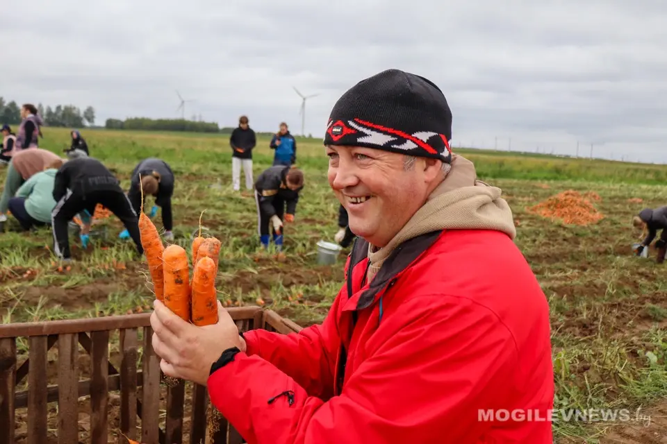 Уборка моркови в Кадино студентами Белорусского государственного университета пищевых и химических технологий и учащимися Могилевского государственного политехнического