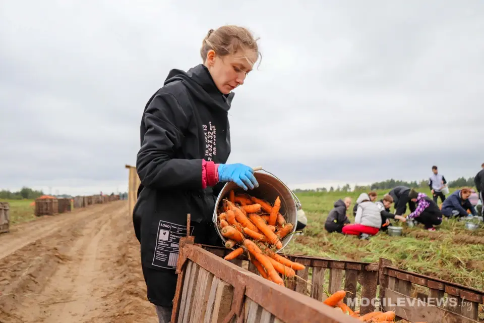 Уборка моркови в Кадино студентами Белорусского государственного университета пищевых и химических технологий и учащимися Могилевского государственного политехнического