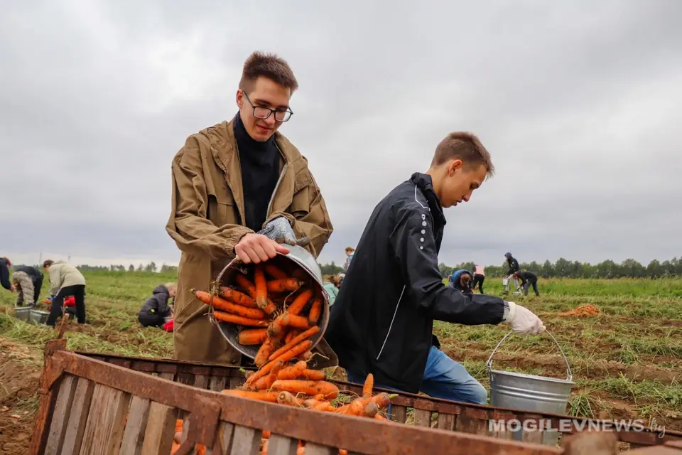 Уборка моркови в Кадино студентами Белорусского государственного университета пищевых и химических технологий и учащимися Могилевского государственного политехнического