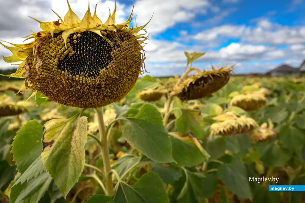 31.08.2022. Бобруйск. В Щатково на землях КФХ «Миратино» выращивают подсолнечник