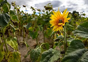 «В первый год подсолнухи посадили из интереса»