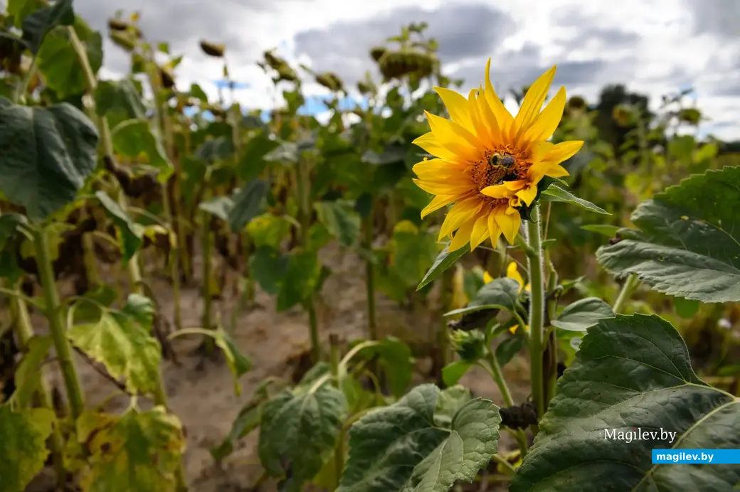 31.08.2022. Бобруйск. В Щатково на землях КФХ «Миратино» выращивают подсолнечник