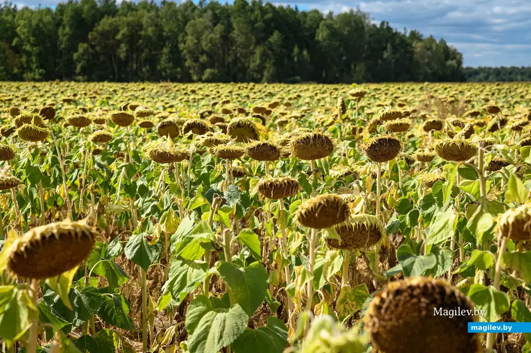 31.08.2022. Бобруйск. В Щатково на землях КФХ «Миратино» выращивают подсолнечник