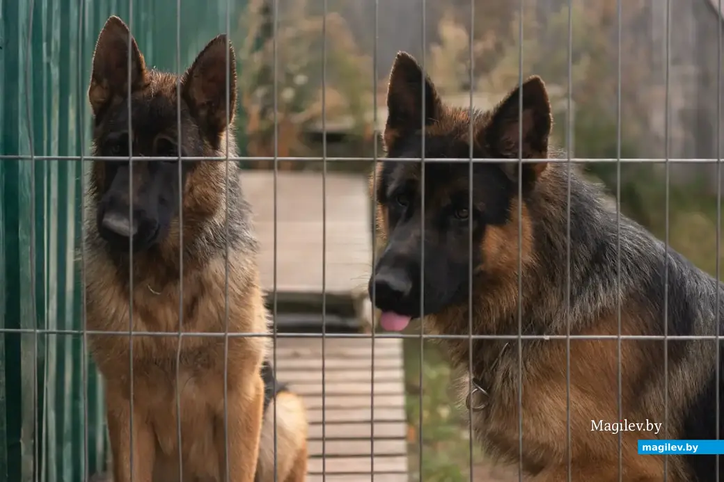 Услуги кинолога и гостиница для животных. Поселок Митьковщина рядом с деревней Голубовка Вишовского сельсовета Белыничского района.