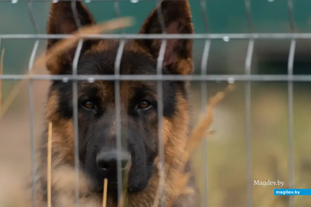 Услуги кинолога и гостиница для животных. Поселок Митьковщина рядом с деревней Голубовка Вишовского сельсовета Белыничского района.