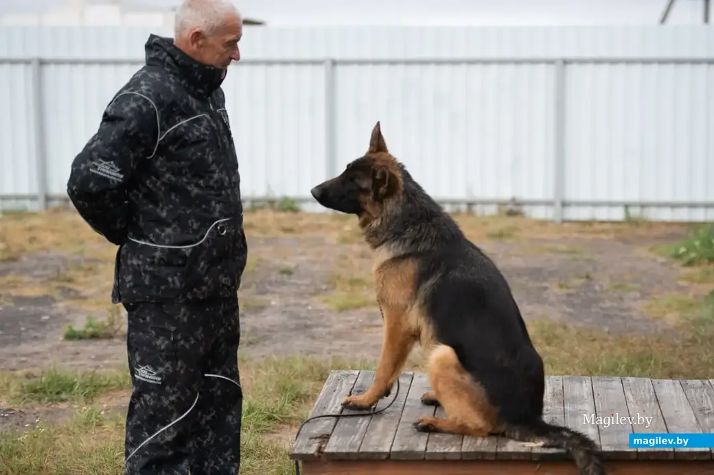 Услуги кинолога и гостиница для животных, кинолог Олег Абразовский. Поселок Митьковщина рядом с деревней Голубовка Вишовского сельсовета Белыничского района.