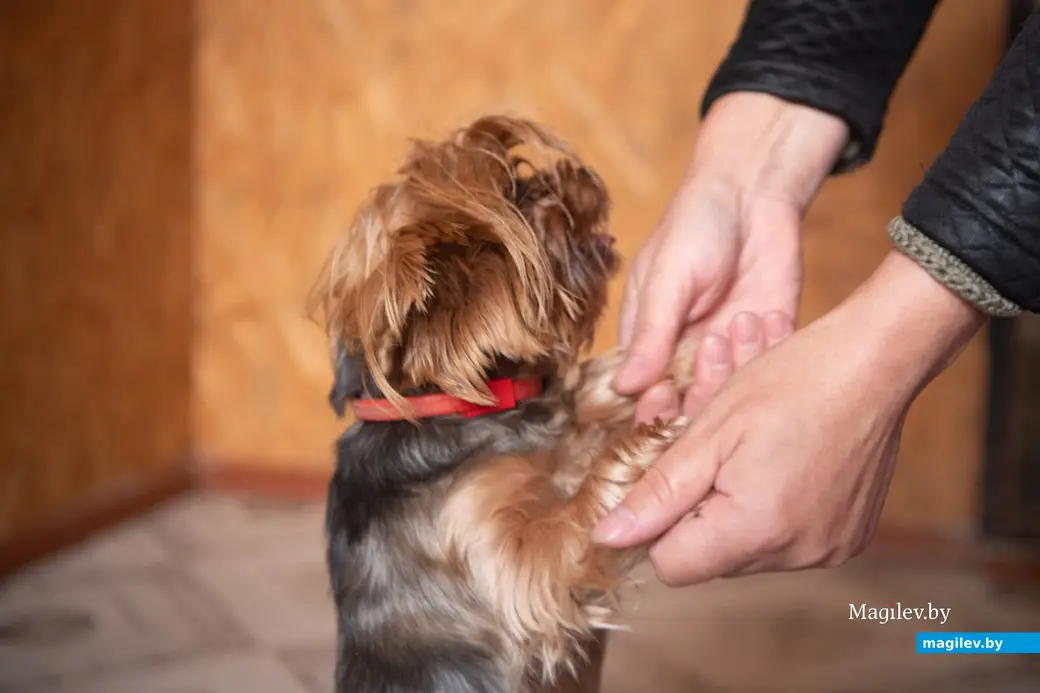 Услуги кинолога и гостиница для животных. Поселок Митьковщина рядом с деревней Голубовка Вишовского сельсовета Белыничского района.