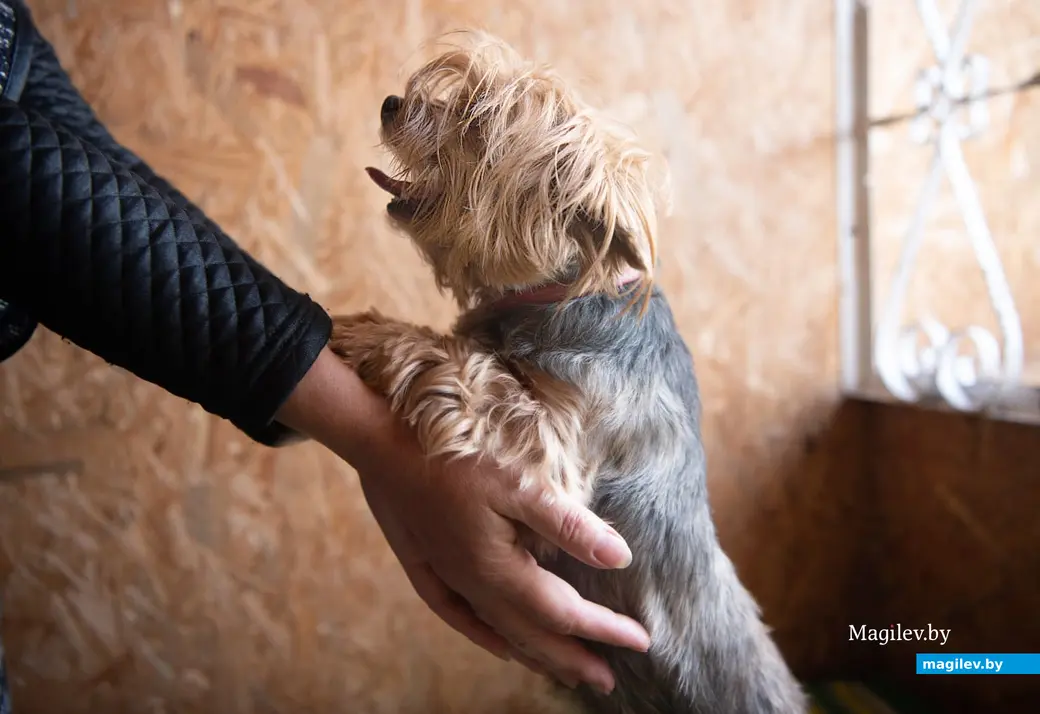 Услуги кинолога и гостиница для животных. Поселок Митьковщина рядом с деревней Голубовка Вишовского сельсовета Белыничского района.
