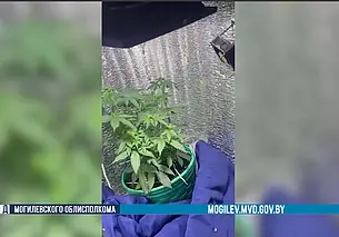 В Бобруйске «накрыли» домашнюю нарколабораторию