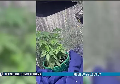 В Бобруйске «накрыли» домашнюю нарколабораторию