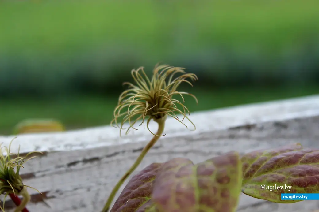 Парк культуры и отдыха в районе Подниколья. Могилев, сентябрь, 2022 год.