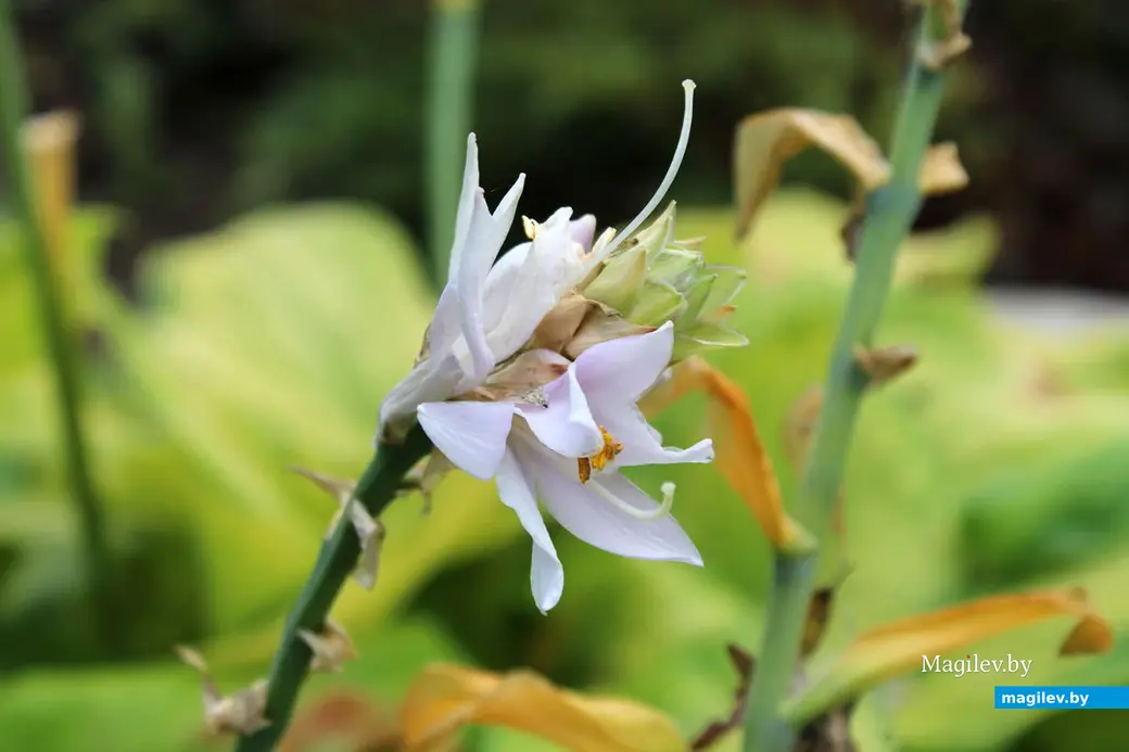 Парк культуры и отдыха в районе Подниколья. Могилев, сентябрь, 2022 год.