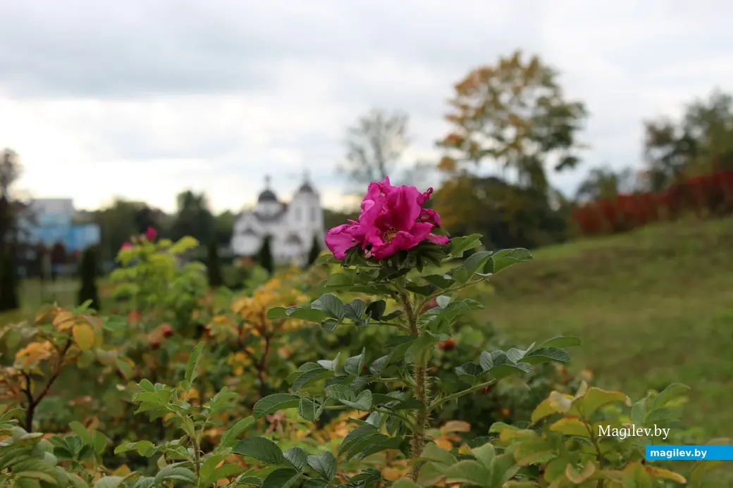 Парк культуры и отдыха в районе Подниколья. Могилев, сентябрь, 2022 год.