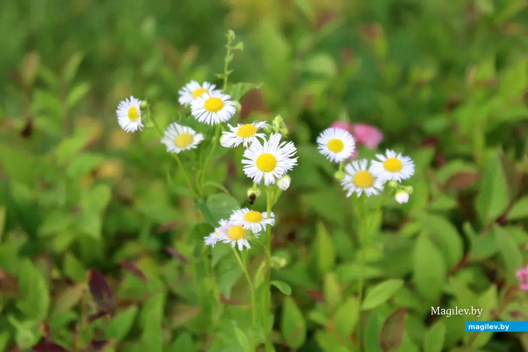 Парк культуры и отдыха в районе Подниколья. Могилев, сентябрь, 2022 год.