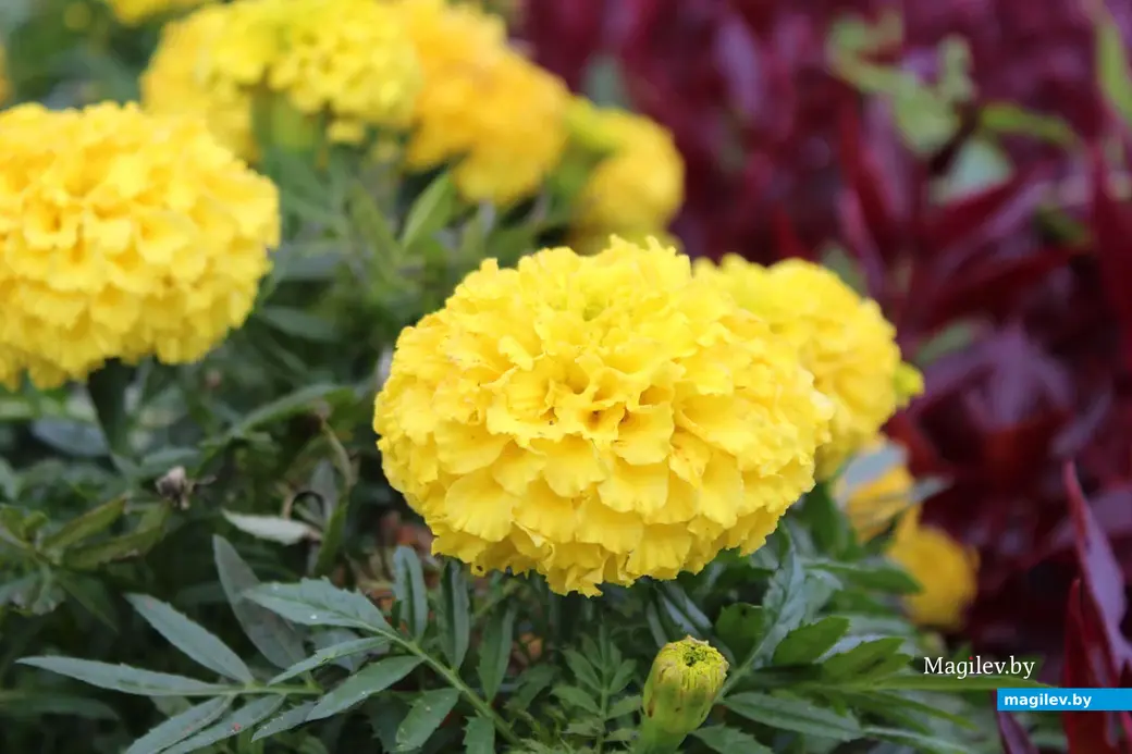 Парк культуры и отдыха в районе Подниколья. Могилев, сентябрь, 2022 год.