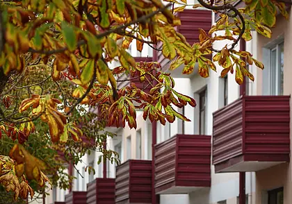 Этюд в желто-зеленых тонах. Фоторепортаж с улиц осеннего Бобруйска