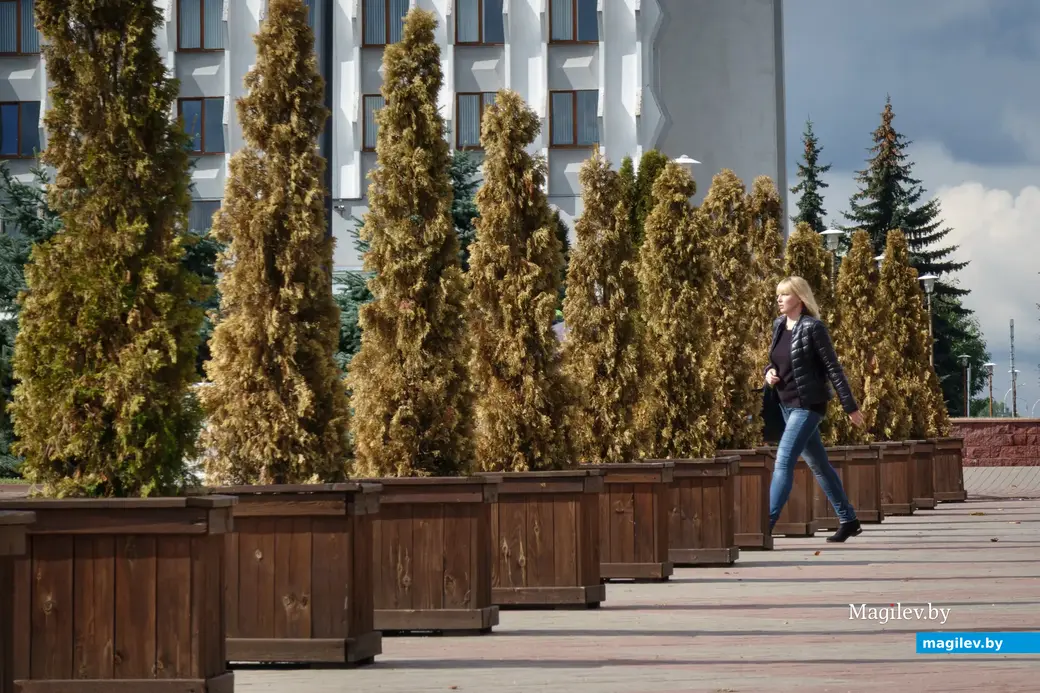 21.09.2022. Бобруйск. Начало осени. Золото пробивается в кронах