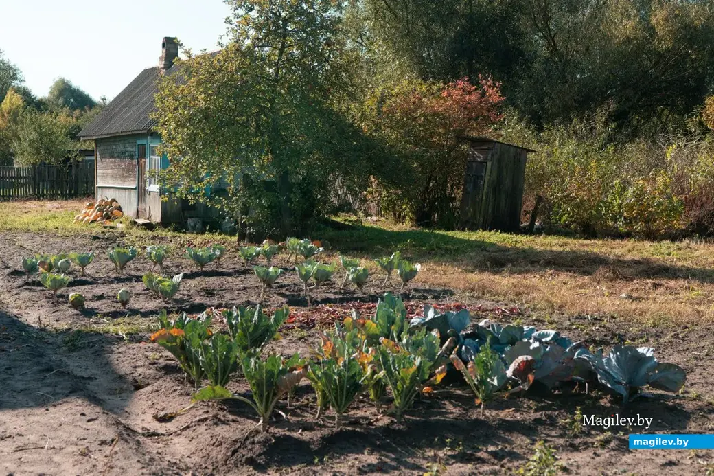 Сентябрь 2022 г. В деревне Брожа Бобруйского района