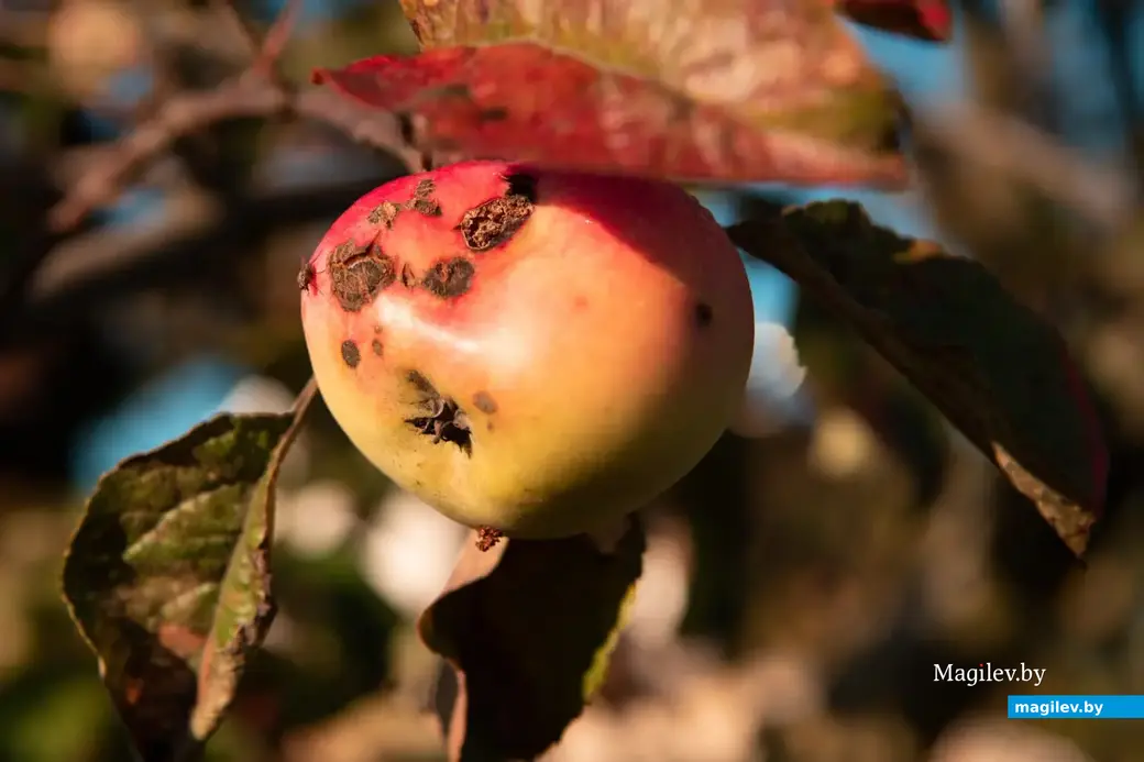 Сентябрь 2022 г. В деревне Брожа Бобруйского района