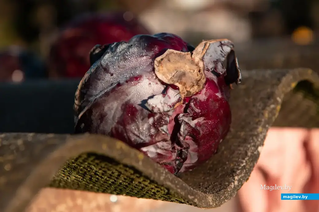 Сентябрь 2022 г. В деревне Брожа Бобруйского района