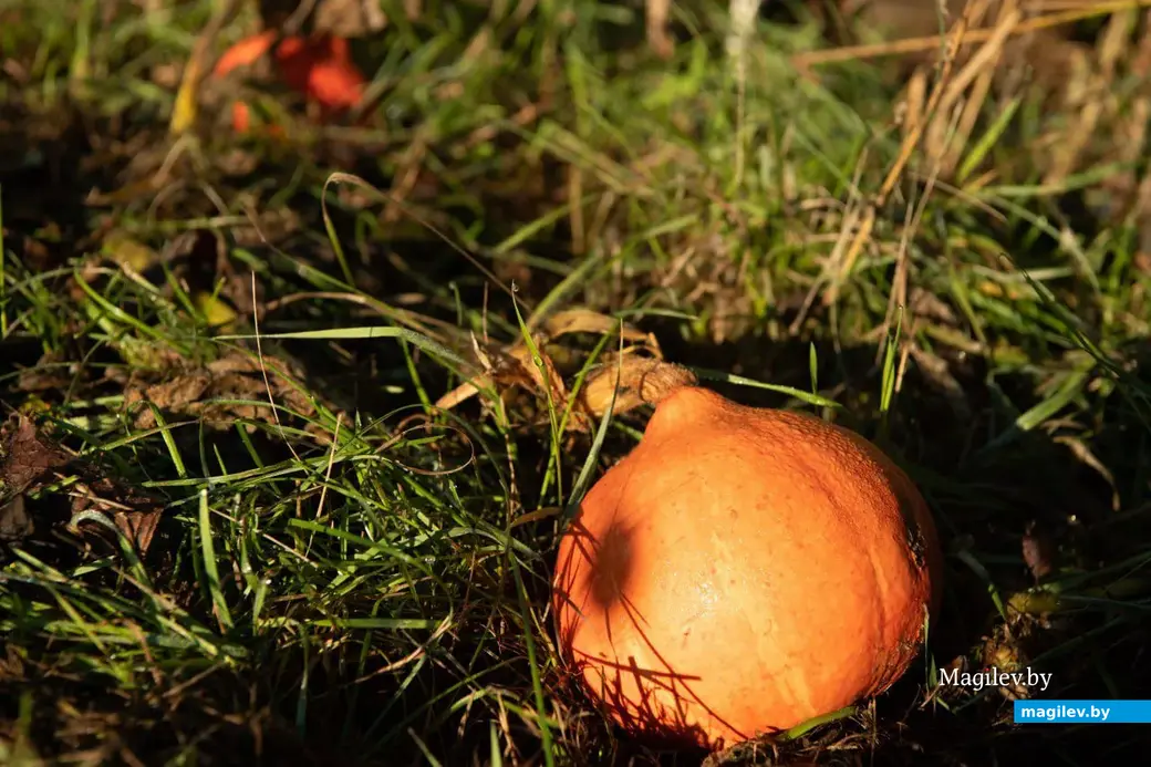 Сентябрь 2022 г. В деревне Брожа Бобруйского района