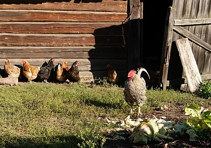 «Деревенская осень» на Могилевщине. Фото