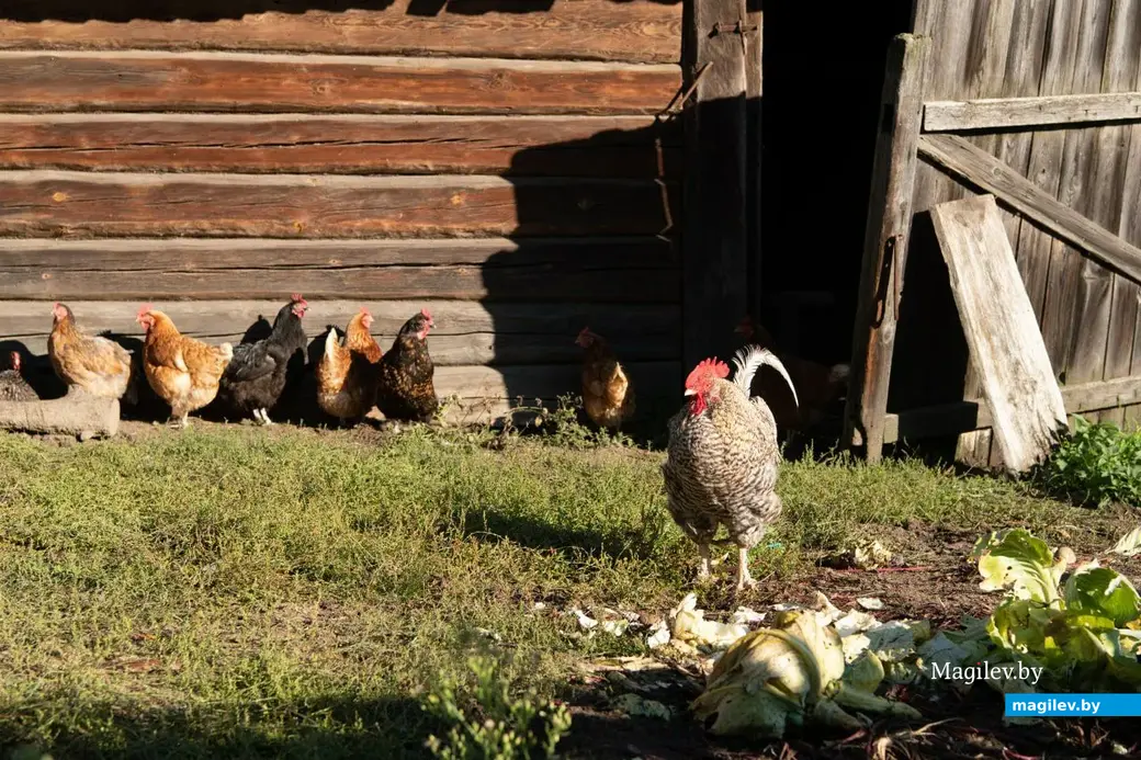 Супруги держат курей, фото носит иллюстративный характер.