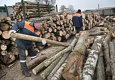 В Минлесхозе пояснили алгоритм продажи древесины физлицам по льготным ценам