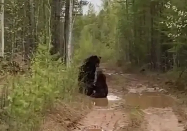 Грибники, будьте аккуратны! Два дерущихся медведя попали на видео в Белыничском районе