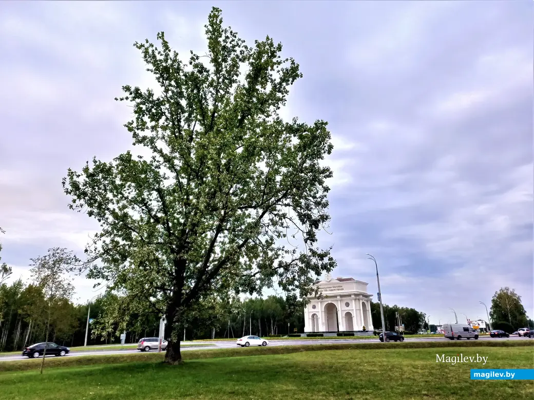 Дерево Володи Корнеева. Могилев, Казимировка, сентябрь, 2022 год.