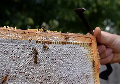 Што такое «пчаліны хлеб» і навошта ў вуллях праполіс