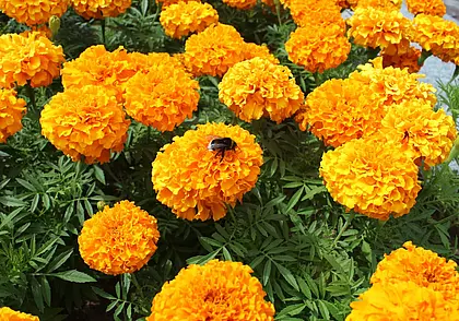 Переменная облачность, днем – выше 20°С тепла: погода на 15 сентября