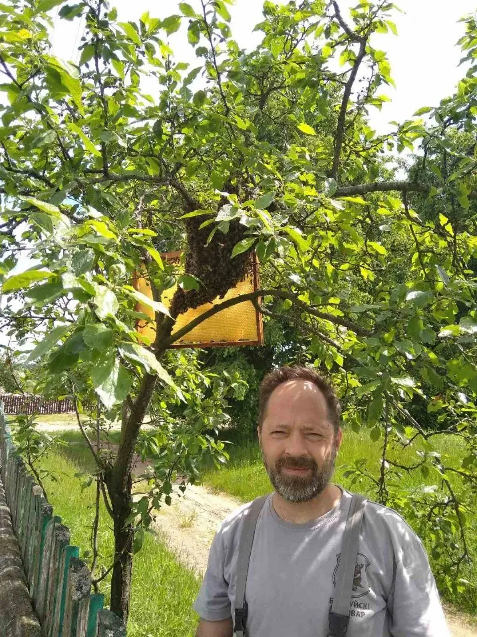 Дзяніс Дамарад пераманьвае выляцеўшы рой на рамку. Пчаляр кажа, што прыйшлося ўсё адно лавіць пчол мехам. Фота з архіва герояў.