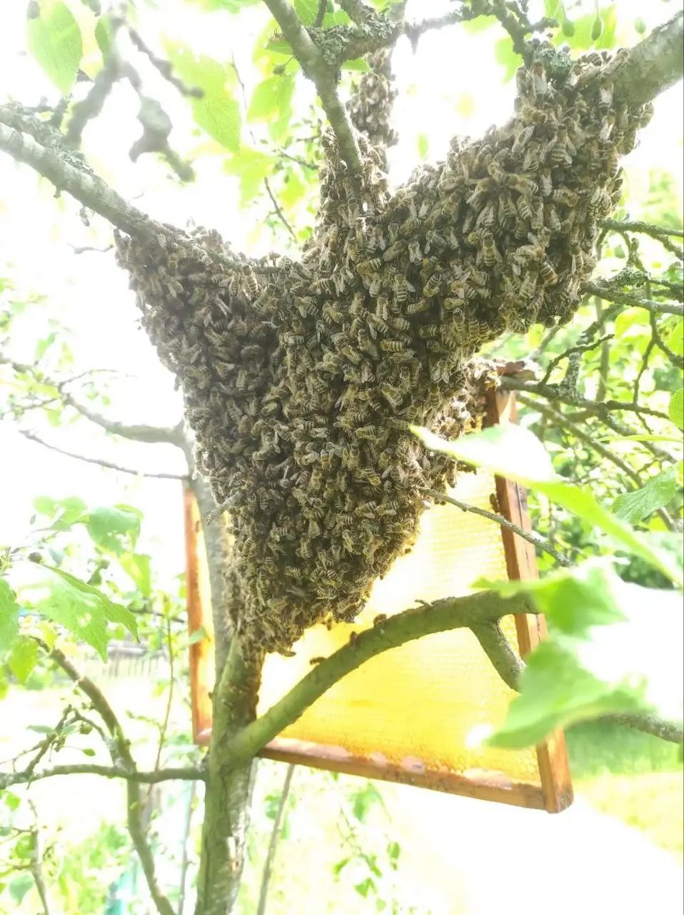 Рой вылятае з вулля са старой маткай і сядае на дрэва. Калі яго не вярнуць у вулей, то пчолы крыху пасядзяць і паляцяць шукаць сабе іншы прытулак. Фота з архіва герояў.