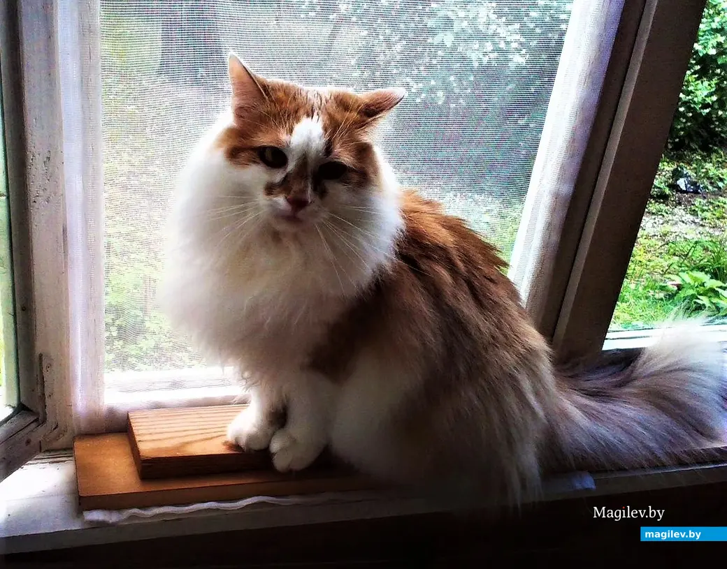 Любимый котик Коли Аксенова, с которым он жил последний год. Могилев, 2020 год.