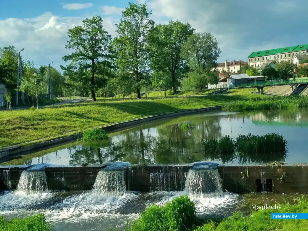 Дерево Коли Аксенова (крайнее левое) на Дубровенке.