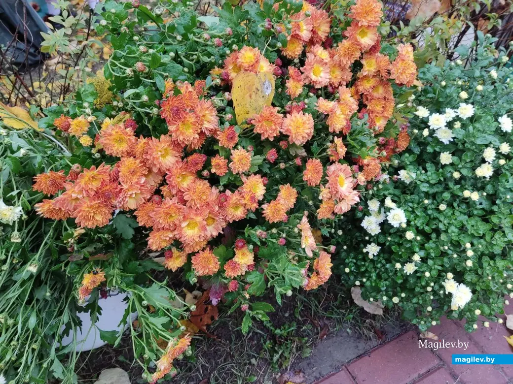 Праздник урожая «Багач». Могилев, площадка у ДК области. 1.10.2022 г