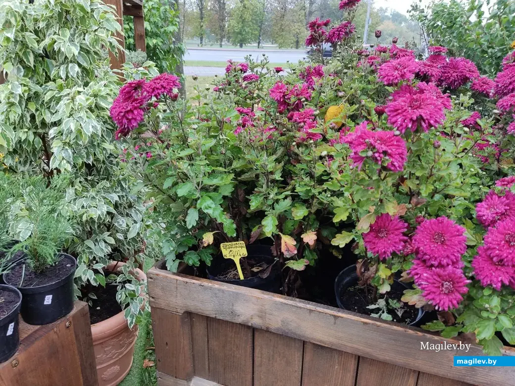 Праздник урожая «Багач». Могилев, площадка у ДК области. 1.10.2022 г