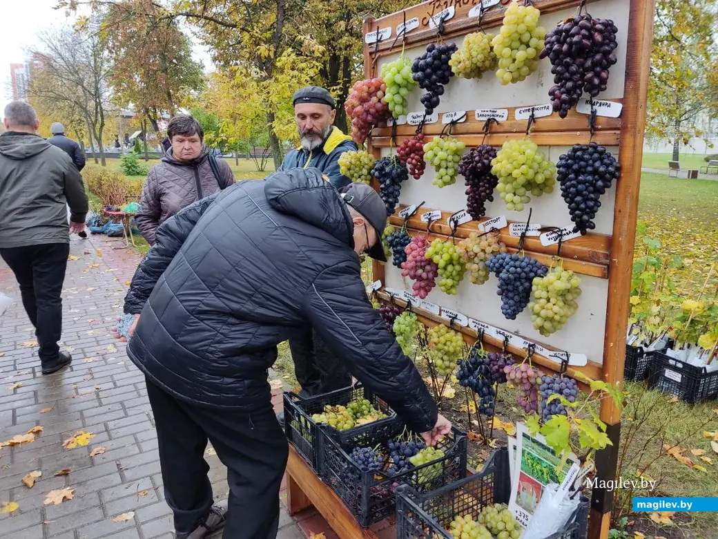 Праздник урожая «Багач». Могилев, площадка у ДК области. 1.10.2022 г